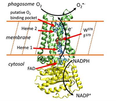 Mechanistic Insights on Heme-to-Heme Transmembrane Electron Transfer Within NADPH Oxydases From Atomistic Simulations